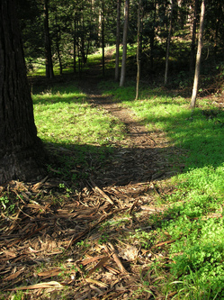 forest trail.jpg